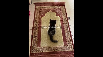 ولا تحسبن الله غافلا عما يعمل الضالمون بصوت القارئ عبدالرحمن مسعد 
