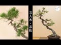 【文人樹形】赤松盆栽の古葉取りと針金かけによる整姿作業