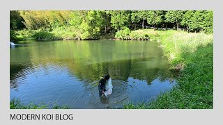 Modern Koi Blog #5258 - Tim in Japan: Das Einsetzen der Jumbokoi in Imada