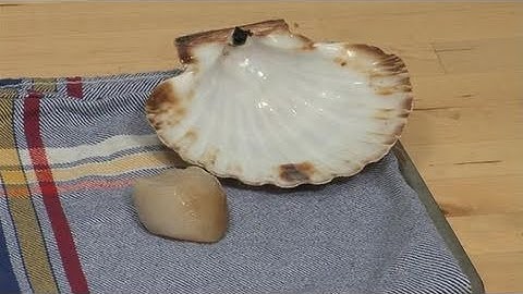 How To Learn Opening Scallops