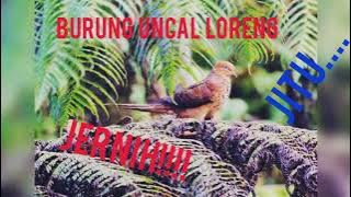 💯JITU !!!! SUARA BURUNG UNCAL LORENG/KHUER, PERKUTUT MERAH