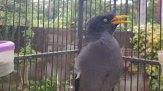 JALAK KEBO GACOR | SUARA KHAS JALAK KEBO MASTERAN JALAK GACOR Eps 847