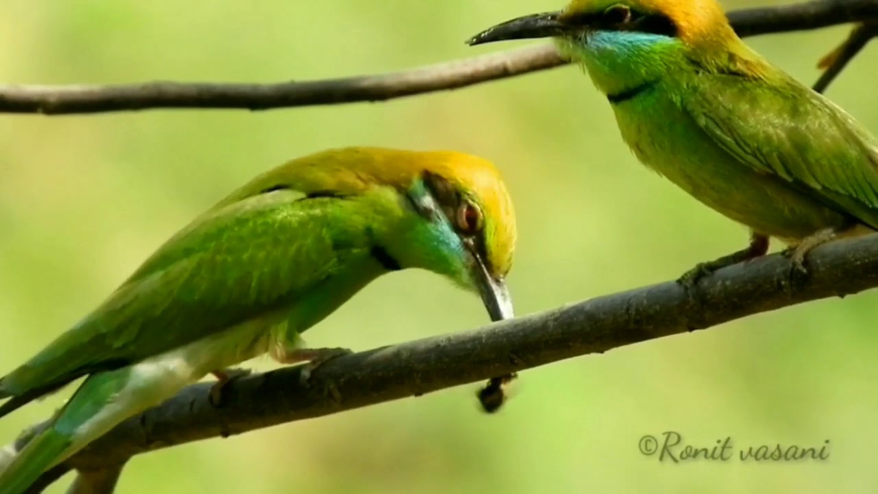 Small green bee-eater eating honey bee