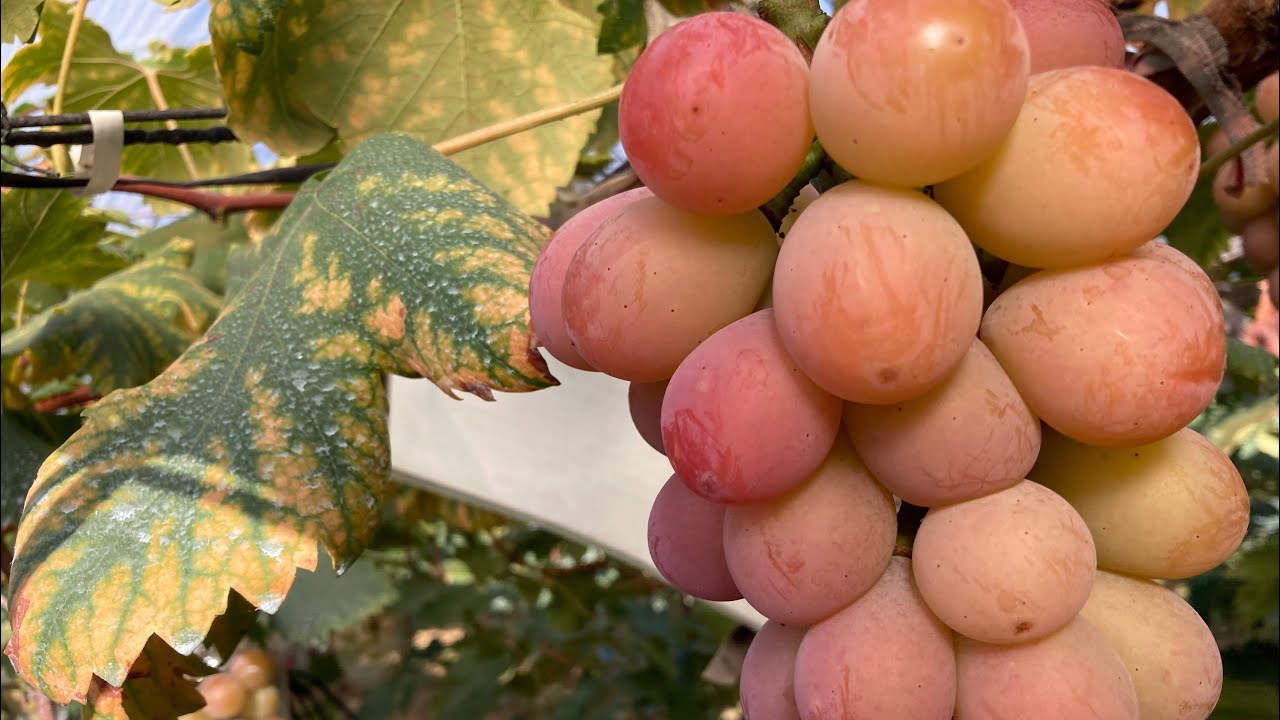 クイーンニーナ　3年目　収穫