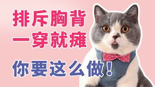 排斥胸背牵引一穿就瘫,胸背适应性训练,猫行为训练七 by 猫奴补习班 991 views 2 years ago 1 minute, 1 second