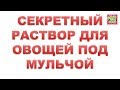 Секретный раствор для овощей под мульчой. Один полив на весь сезон.