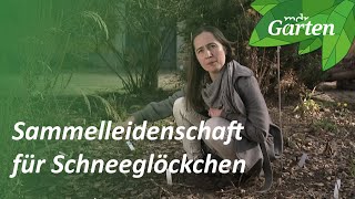 Bis wann gibt es Schneeglöckchen?