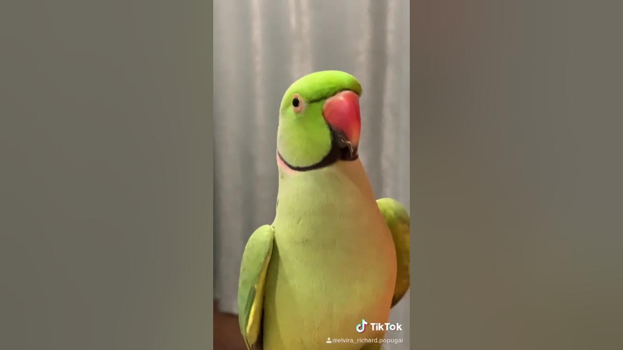 ожереловый попугай поет. говорящий ожереловый попугай ричи. попугай ричи. говорящий ричи. говорящий ожереловый попугай ричи.