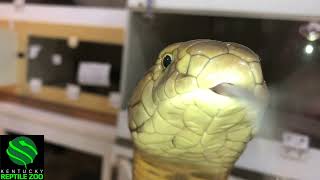A King Cobra named Puppy!