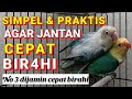 Simpel mudah dan praktis menaikan bir4hi lovebird jantan agar cepat kawin