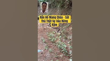 Rắn Hổ Mang Chúa – Sát Thủ Thật Sự Của Rừng Rậm #khámpháthiênnhiên #rắnhổmang