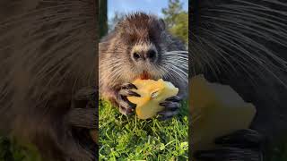 POV: When you are on a low-calorie diet #nutria #myocastor #coypu