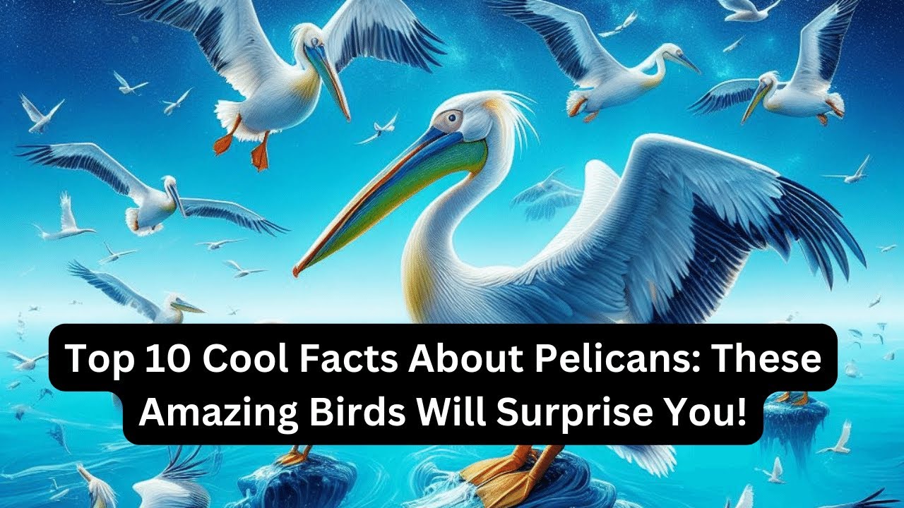 Top 10 Cool Facts About Pelicans: These Amazing Birds Will Surprise You!