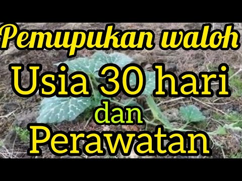 Video: Pupuk Untuk Labu