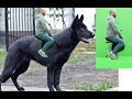 🐕Giant Dog Green screen in After effects 2020🐕
