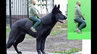 🐕Giant Dog Green screen in After effects 2020🐕