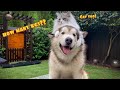 How Much Does A Giant Alaskan Malamute Weigh?? (Not A Husky!)