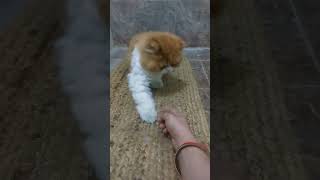 bartan मिलते 🙀 #catshorts #catfunny #catlover #petlover #shortsfeed #cute #meow #comedy