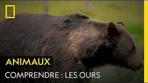 Quel ours expression ?