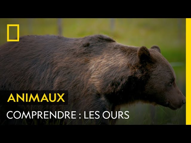 Bêtes de science : l'ours brun sait se servir d'outils