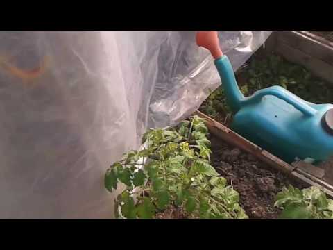 Видео: Направи си сам отопляеми оранжерии. Как да отопляваме оранжерия без газ и електричество през зимата?