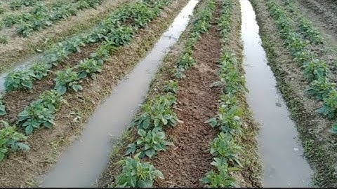 Thời Tiết Lạnh Nắng Hanh Khô Cả Ngày Cây Hoa Thược Dược Rất Cần Nước