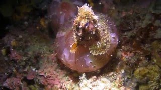 イソギンチャクが魚を生きたまま捕食 Predator Sea Anemone Youtube