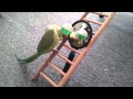 Indian Ringneck Parrot playing