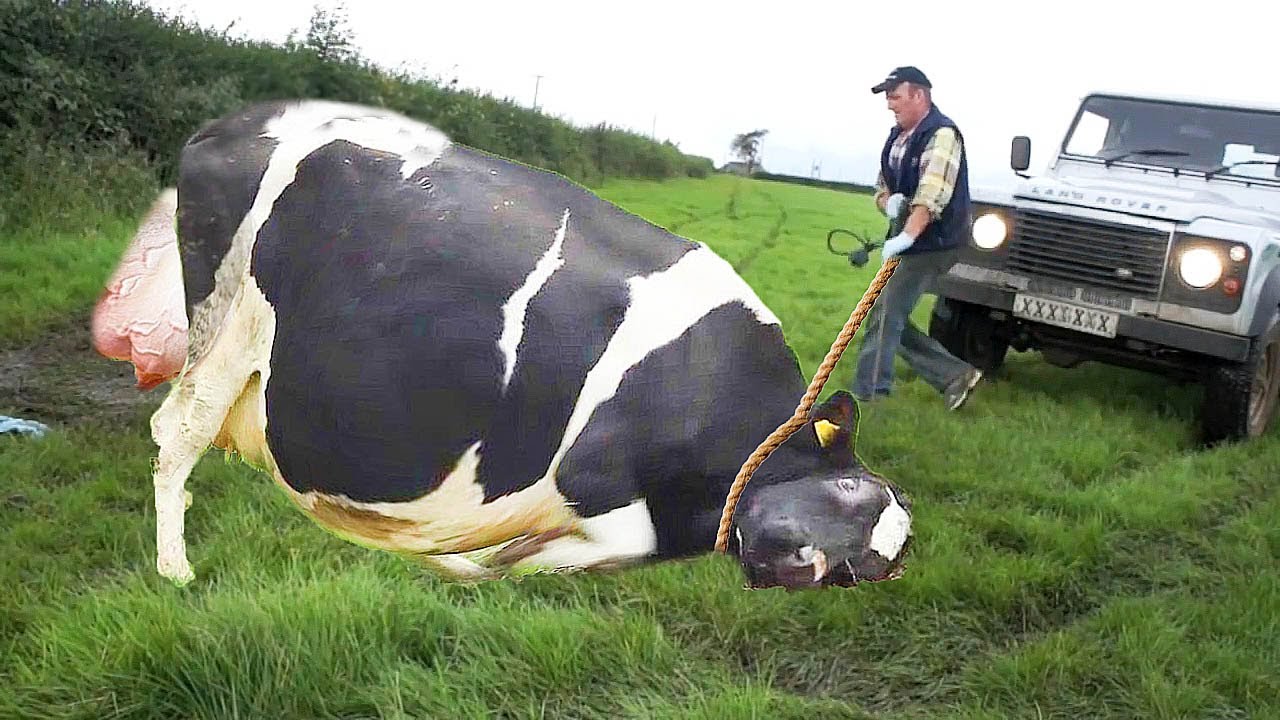How Cow Give Birth BABY CALF BEING BORN Farm #WithMe Pretty Girl Cure