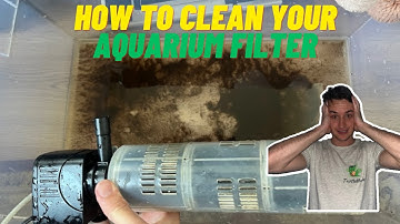 How to Clean Turtle Tank Filter (The right way!)
