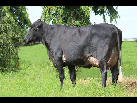 LOTE 06  FARMÁCIA 1796 FIV EXCALIBER DA JT MINAS GERAIS 4590-BZ