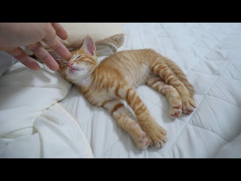 Baby Kitten Fainted from Exhaustion While <strong>Chasing</strong> Its Owner
