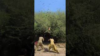Amazing Bat Hunting