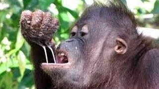 Orangutans Smashing Coconuts Against Trees and Eating Contents