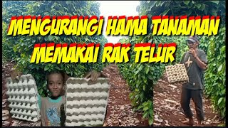 tisp mengatasi hama tanaman lada