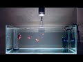 오늘의 물멍 | Today’s Relaxing Aquarium Time