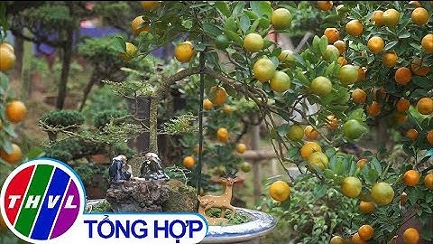 Quất "thăng tiến" hút hàng ở Hà Nội