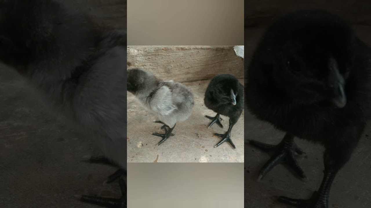 Top quality Black skin and black eye aseel