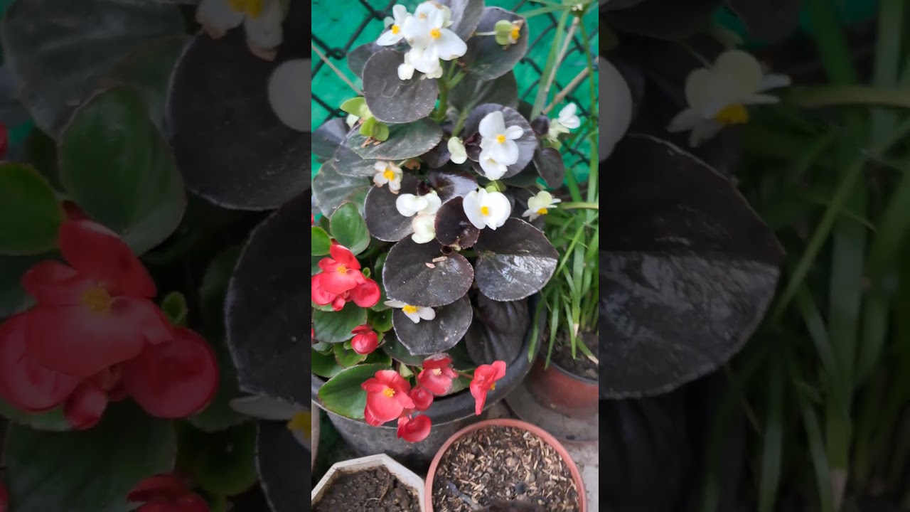 Begonias and Black rose or Black tree aeonium #begonias #aeonium #musicsong #garden#bloom #blooming