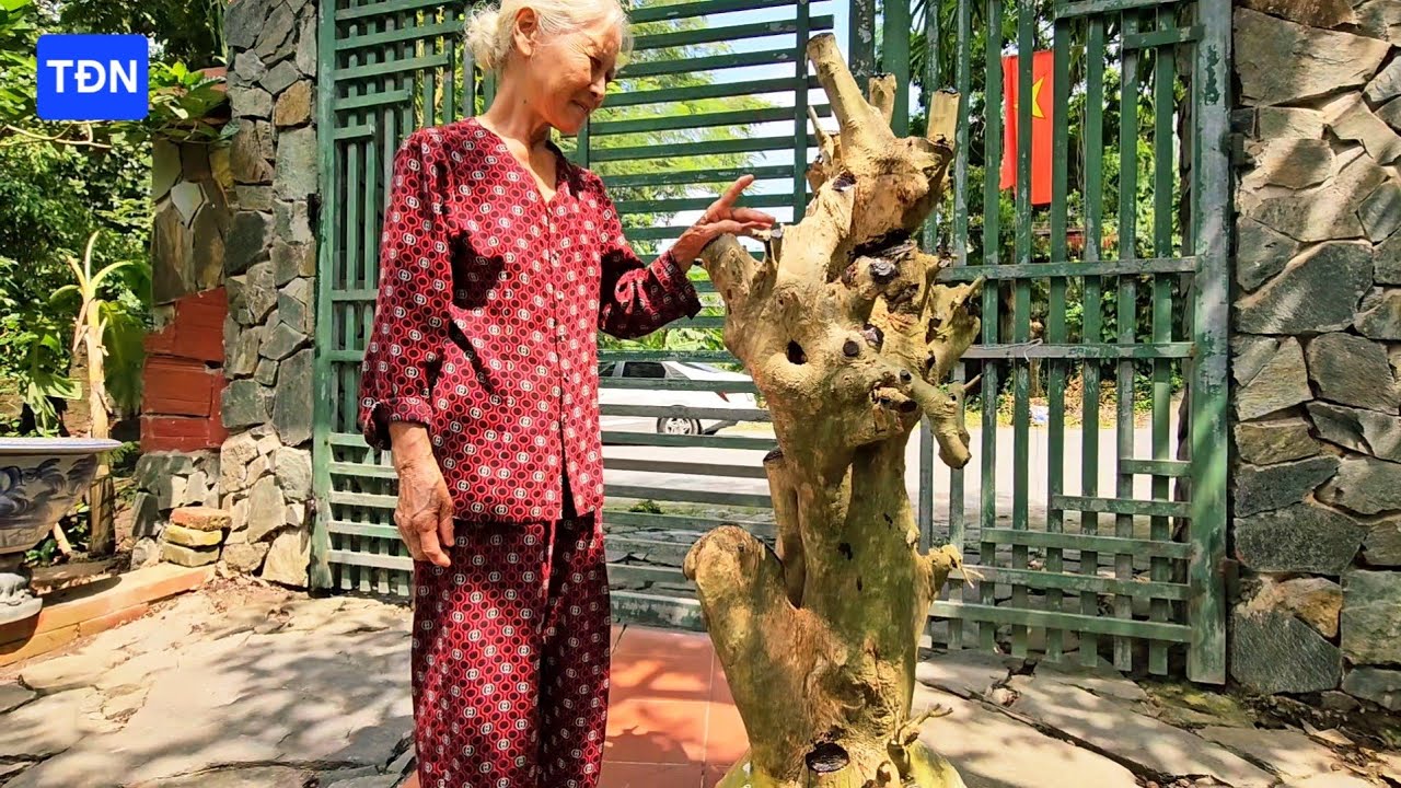 Kỹ thuật trồng Cây Duối mới đào sống 100% (Phần 1) #tamdaonui