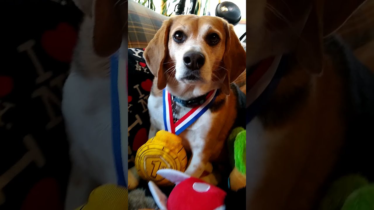 Beast's Gotcha Day! - 