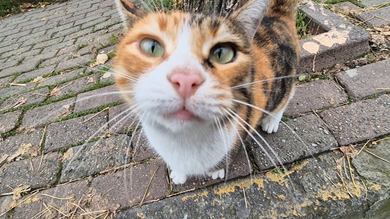 A Calico cat with a stunningly beautiful face, a missing tail, and hunger in her eyes.