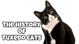 The History of Tuxedo Cats by Cats Love 47 views 5 months ago 4 minutes, 48 seconds