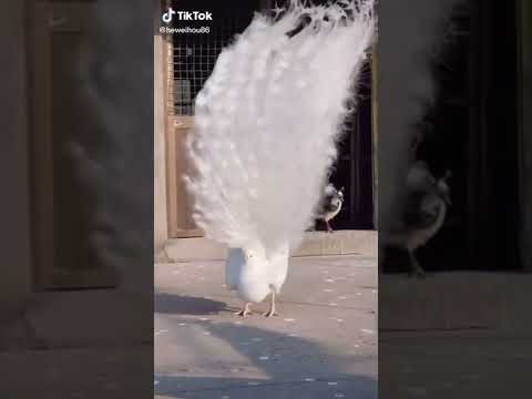 белый павлин распустил