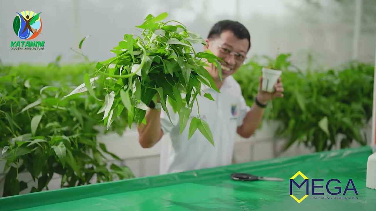 How to Grow Unlimited Kangkong at Home | Easy & Fast Hydroponics Guide by Katanim