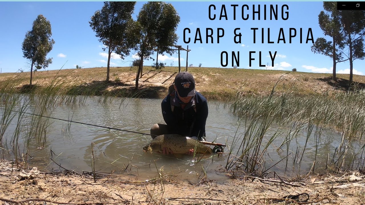 FLY FISHING FOR CARP & TILAPIA CAPE TOWN SOUTH AFRICA YouTube