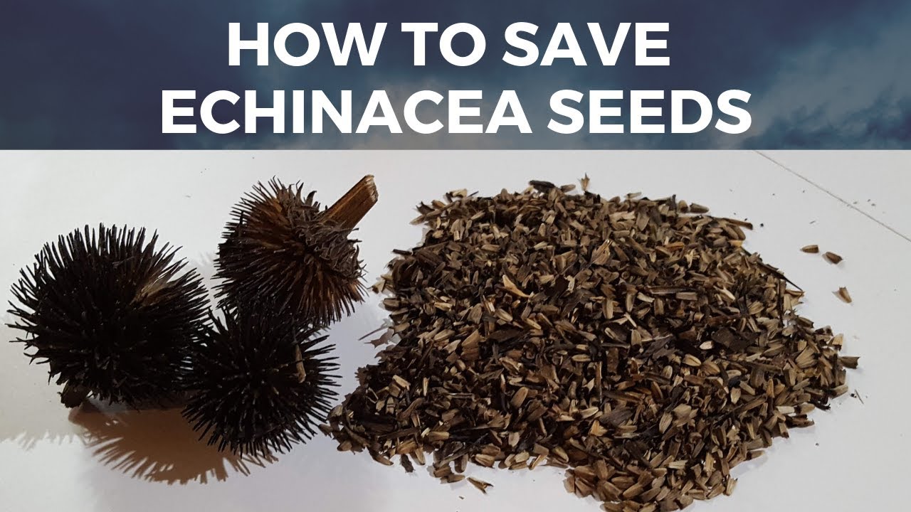 How to Save Echinacea seeds: quick and easy way for how to save