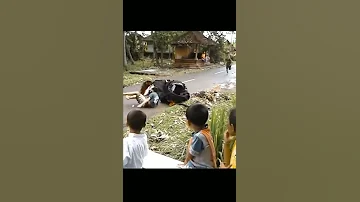 Barong Bangkung Jatuh Shorts 