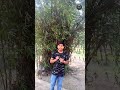 Bamboo Plant Age Secret 5 Saal Baad Ka Sach