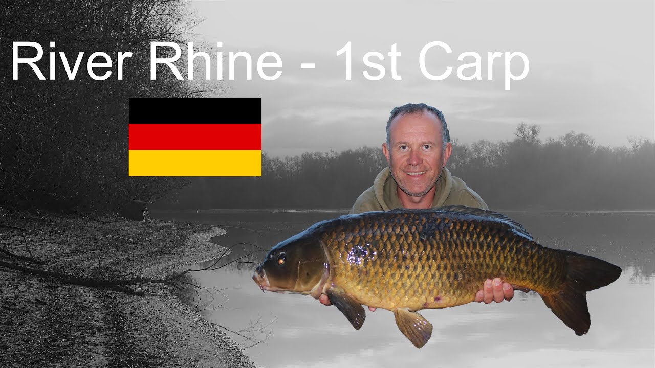 Carp Fishing River Rhein Germany YouTube